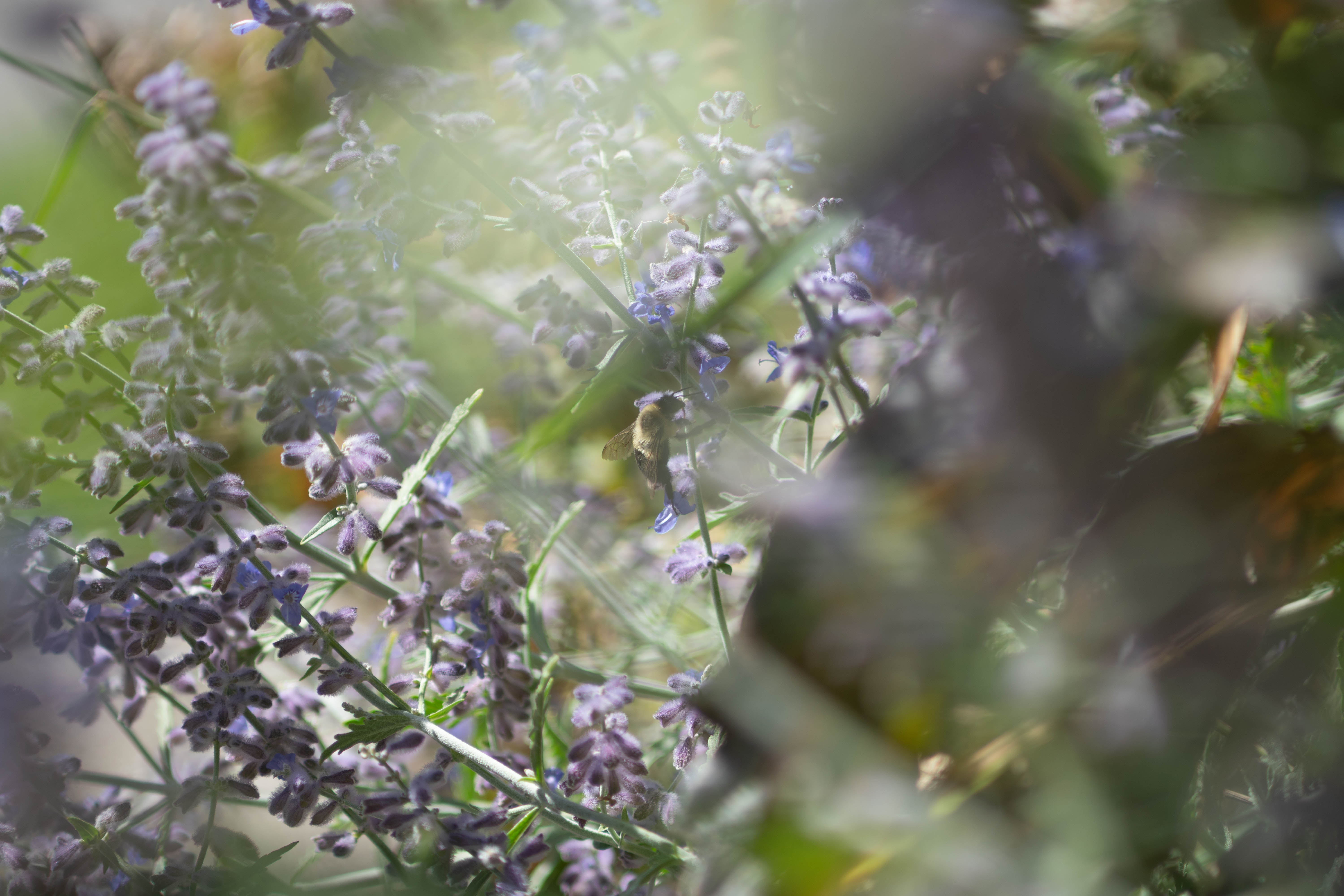 a cropped closeup image of a bee among flowers