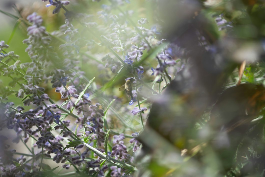 image of a bee among flowers