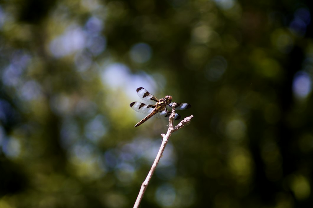 an image of a dragonfly resting on a plant